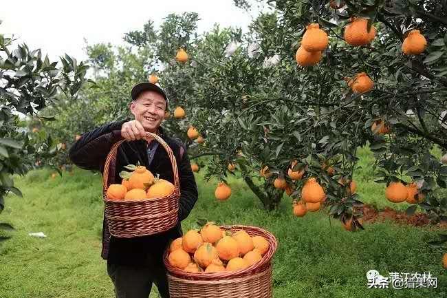 阿里集团调查揭示未来商业趋势与行业深度洞察