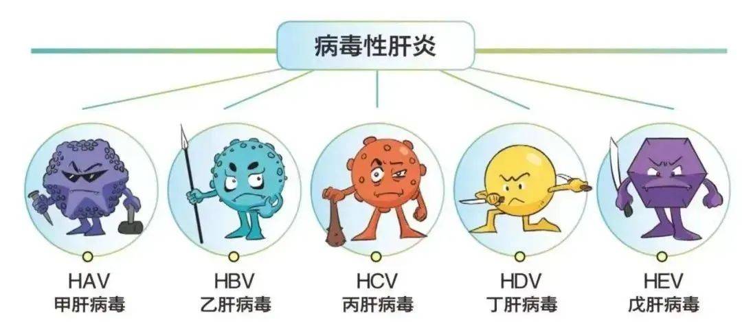 最新甲肝病毒，全球健康威胁及应对策略