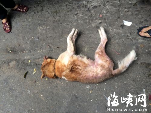 福州盗狗事件背后的真相与我们的责任探究