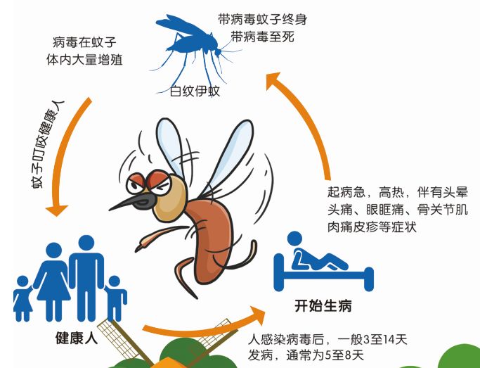 蚊子最新传播威胁及应对策略