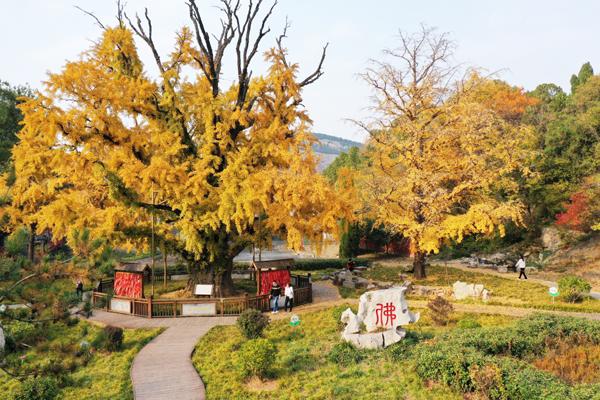 泗水县最新地图全景概览